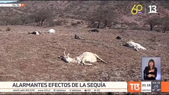 Animales se mueren de sed en la parte central de Chile