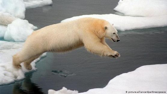 Los osos polares pierden cada vez más de su hábitat en el Ártico.