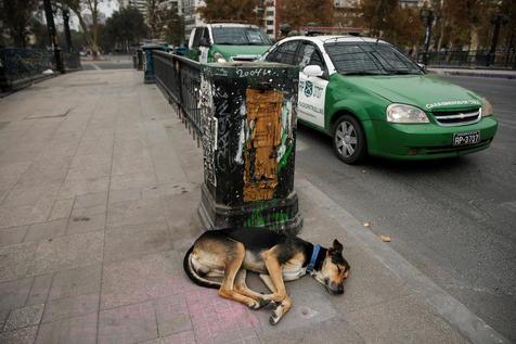 La siesta solitaria de un perro en medio de la cuarentena obligatoria en una comuna de Santiago de Chile (foto: ANSA)