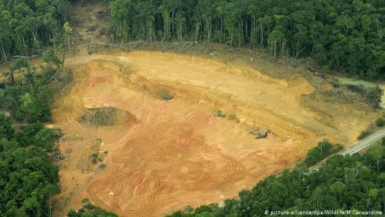 Tala ilegal en la selva amazónica brasileña