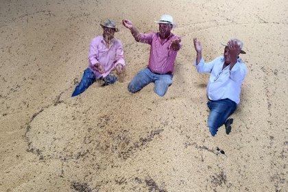 Productores lanzando porotos de soja al aire en una granja en Porto Nacional, en el estado brasileño de Tocantins
