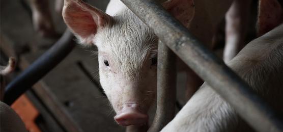 Argentina no cuenta con una Ley nacional específica sobre el manejo de efluentes en cría intensiva de animales.