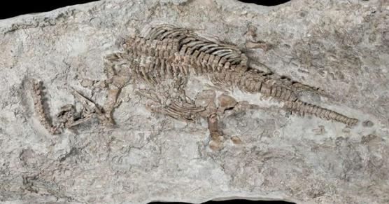 Esqueleto del plesiosaurio encontrado