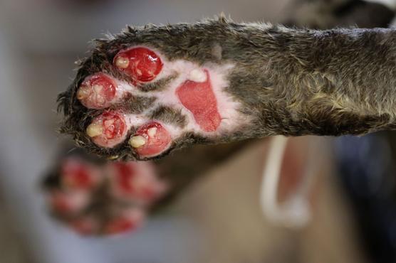 Detalle de las patas de un jaguar llamado Amanaci, que sufrió quemaduras de tercer grado durante los incendios en Pantanal