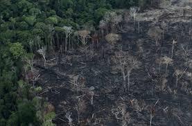 Amazonia talada criminal 