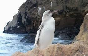 El raro ejemplar de pinguino blanco