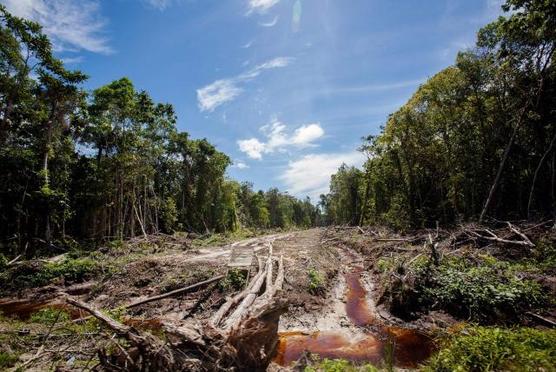 Ecocidio a todo trapo en Amazonia