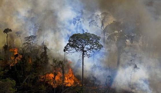 Todos los días se desatan incendios intencionales en la amazonia