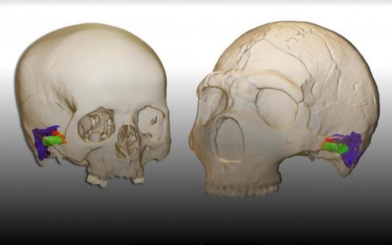 Los neandertales probablemente podrían haber percibido y producido un habla similar a la de los humanos modernos