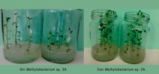 Foto comparativa de los efectos de esta cepa de la bacteria estudiada por las investigadoras del CONICET.