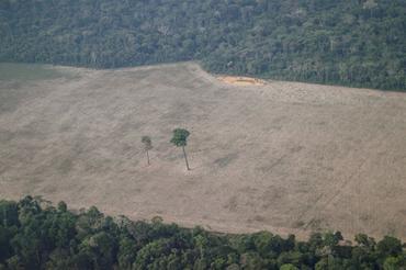 La criminal deforestación de la amazonia