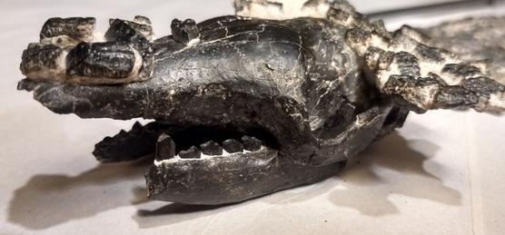 Se encontraron partes del cráneo, mandíbula y postcráneo de este quirquincho