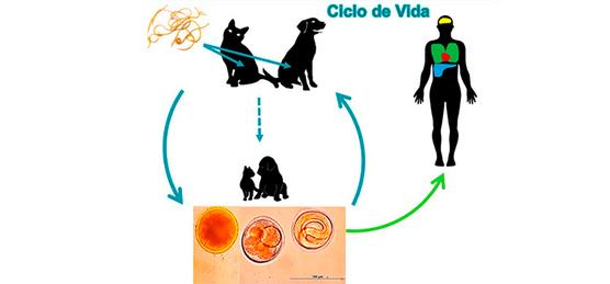 Magalí de Diego (Agencia CTyS-UNLaM) - La toxocariosis es una enfermedad parasitaria que se transmite de animales a humanos y pu