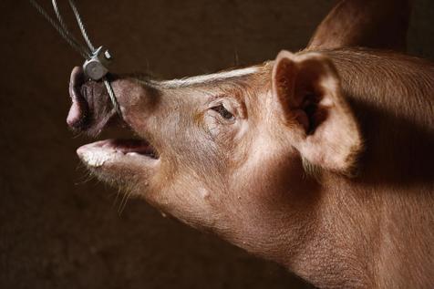 Un cerdo afectado por peste porcina africana (foto: EPA)