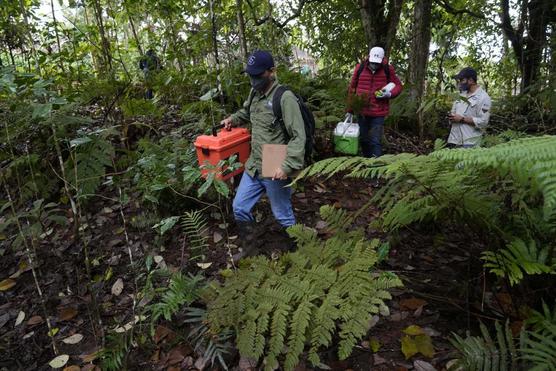 os científicos caminan con los lugareños mientras recolectan muestras de plantas para extraer su ADN
