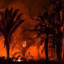 Escandalosos datos sobre focos de incendios en la Amazonia