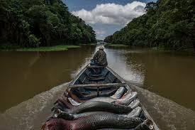 Pesca ilegal en la amazonía brasileña