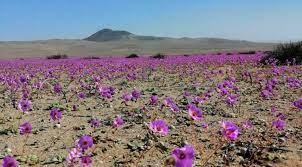 Desierto florecido 