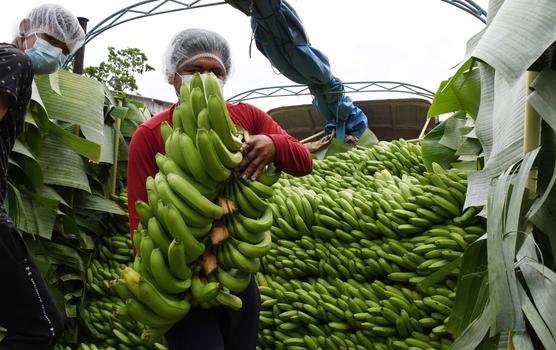 El Trópico de Cochabamba se destaca por la producción de banano para la exportación. ABI