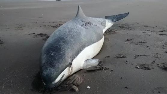  21 especies de cetáceos, que fueron hallados muertos en la playa o capturados en redes de pesca.