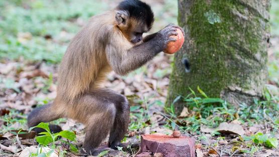 Mono Capuchino fracturando nueces utilizando una roca como martillo y otra más grande como yunque.