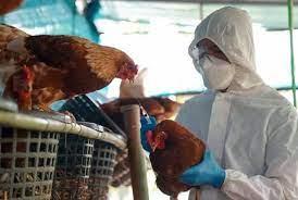 La gripe aviar en Chile