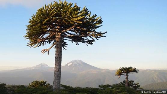 Chile deba pagar indemnización de 60.000 dólares a Carlos Baraona, defensor de árboles milenarios