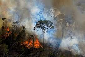 Un fuego encendido ilegalmente en la Amazonía brasileña, al sur de Novo Progresso