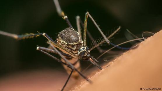 Pueden turbar incluso la noche de verano más bonita: los mosquitos.