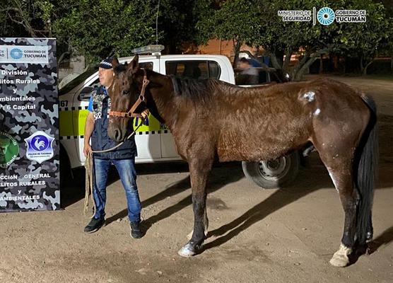 Caballo recuperado