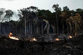 Vista de incendios en Careiro da Várzea, en el estado de Amazonas (Brasil). EFE/Raphael Alves