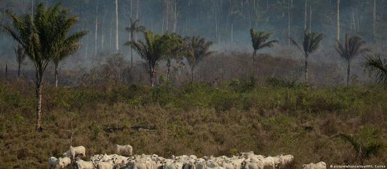 Terrenos talados en el Amazonas para la cría de ganado.