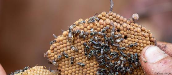 La deforestación, el uso de agrotóxicos y la crisis climática son las principales amenazas para la subsistencia de las abejas.