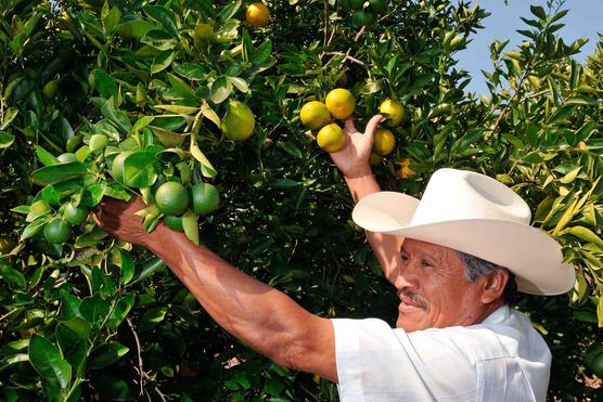 Cultivos de naranja. Foto: http:Hidroponia.mx.