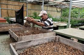 Un trabajador del Centro Agronómico Tropical de Investigación y Enseñanza selecciona semillas-© Ezequiel BECERRA / AFP