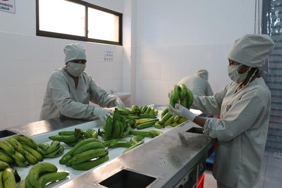 Planta procesadora de banana de la empresa pública EBA. Foto: MDPyEP.