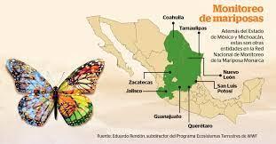 Las mariposas monarcas patrimonio de la humanidad