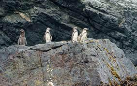 Quedan 2.500 parejas de estos pinguinos