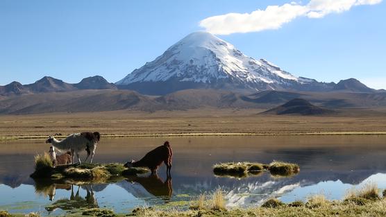 El Parque Nacional Sajama en Oruro. Foto: Viceministerio de Turismo