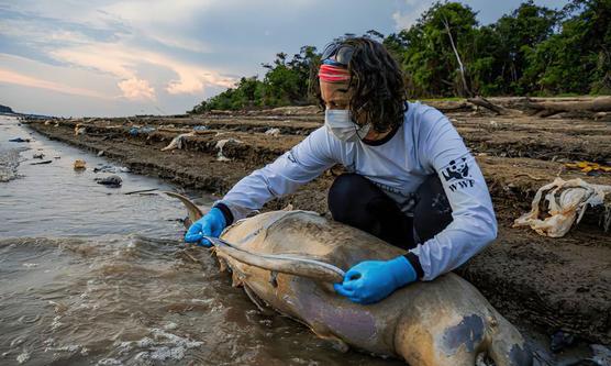 Delfines muertos por intenso calor