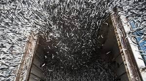 Captura de anchovetas (Engraulis ringens), en un barco pesquero a 5 millas náuticas de la costa peruana - © BENAVIDES / AFP 