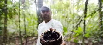 Cambio climatico en Brasil y la salida