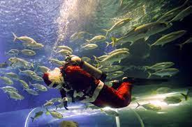 El buzo Felipe Luna se viste de Santa Claus para bucear en el AquaRio, en Río de Janeiro (Brasil). EFE/Antonio Lacerda