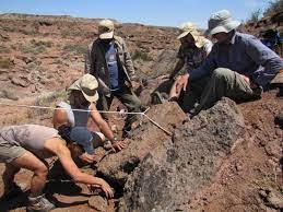 El trabajo describe que del Sidersaura se han encontrado también huesos del cráneo