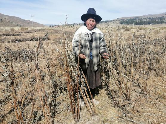 El campo afectado por la sequía y los incendios forestales