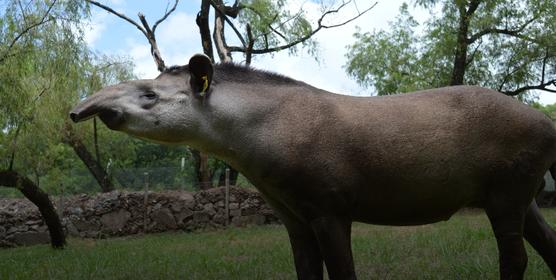 Reserva de Horco Molle