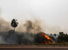 El crimen del ecocidio en Pantanal