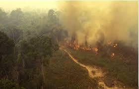 Para profesor de la UFPA, los incendios son resultado de apropiaciones ilegales