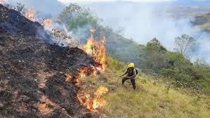 La mayoria de los incendios forestales fueron provocados