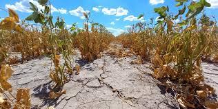 La Niña amenaza y preocupa a las regiones agrícolas. Foto: NA.